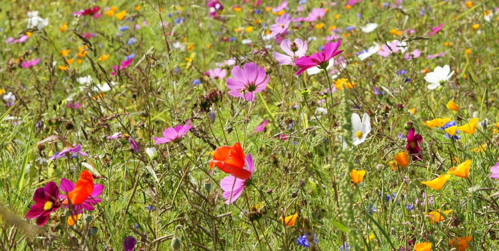 Svasthya Studio für Yoga & Alexander-Technik Bonn - Blumenwiese